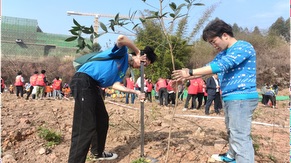 Tree planting