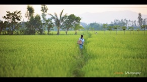 Rice field