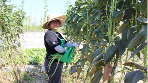 Ecological farm