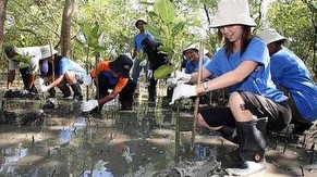 Voluteers planting mangroves saplings
