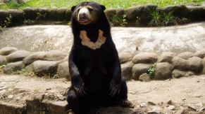 Malayan Sun Bear or Honey Bear
