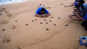Turtle Conservation Adoption at Penang National Park