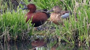 Different types of ducks can be seen in the wetlands.