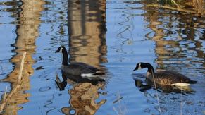 Canada geese stop in the wetlands during migration. Some stay through the winter.