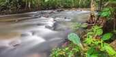 Kulim Ulu Pipe Rainforest Reserve